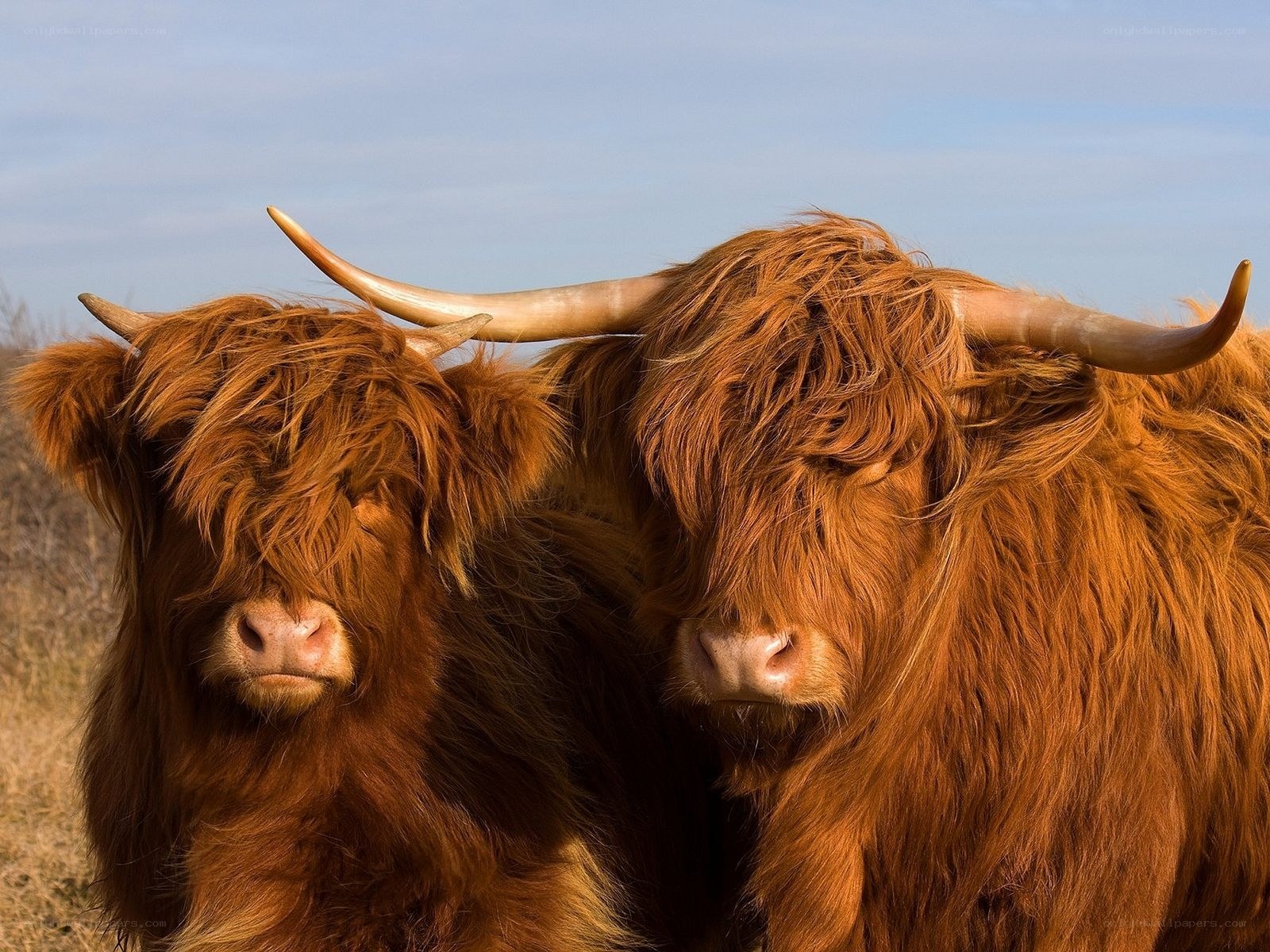 Two Highland cattle in a field