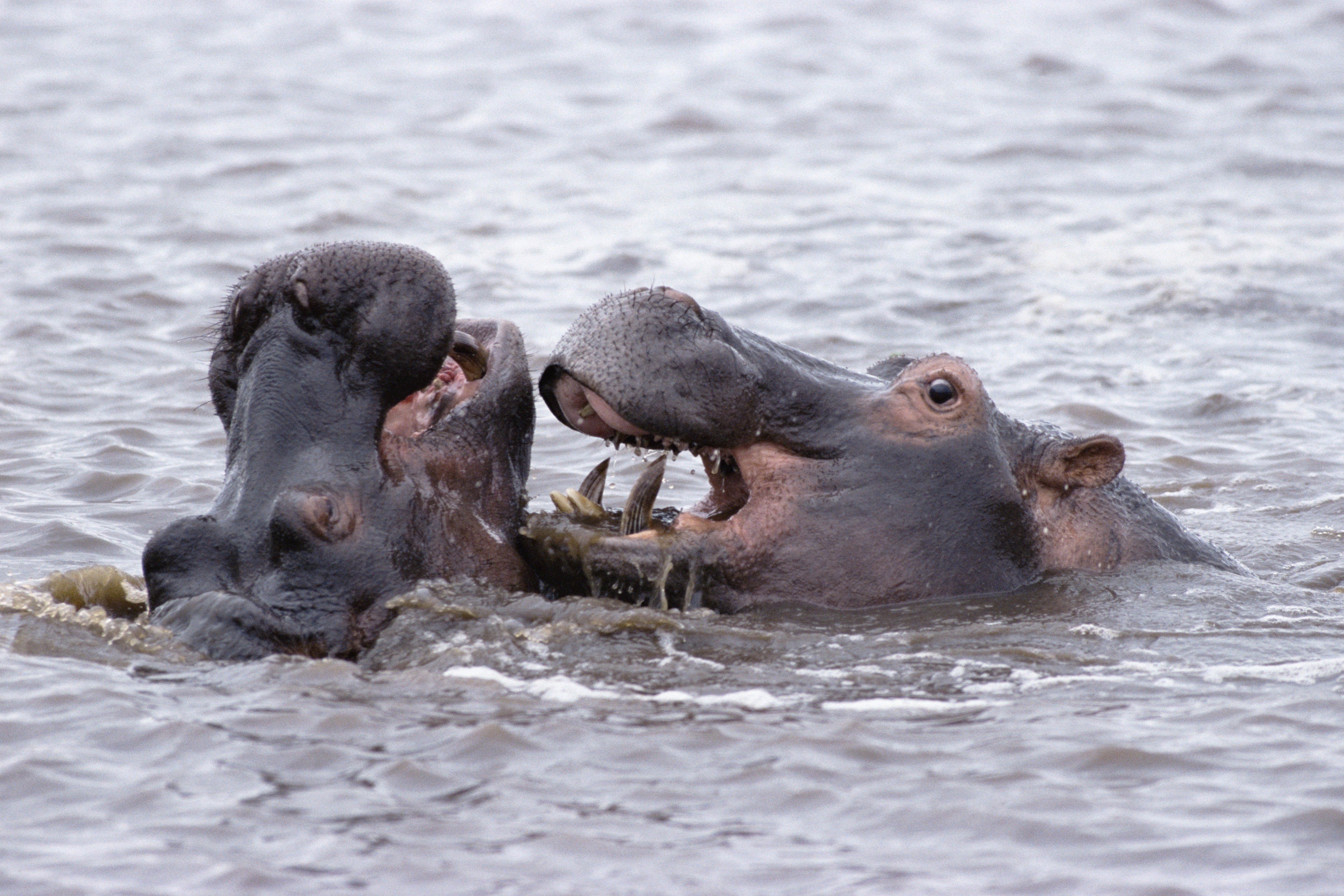 Two hippos fighting in water