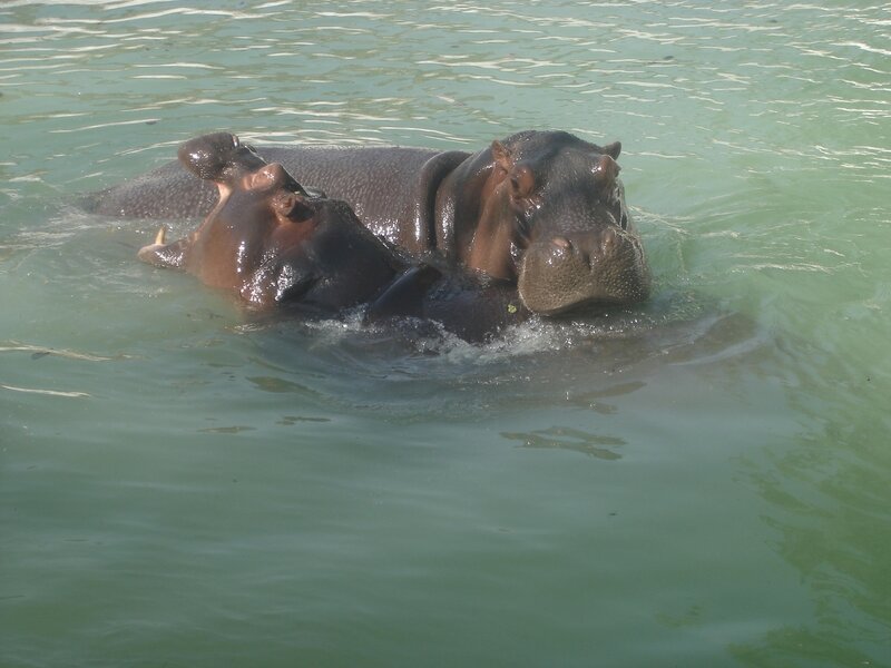 Two Hippos in Water — Green