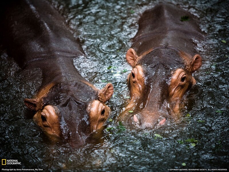 Two hippos in water