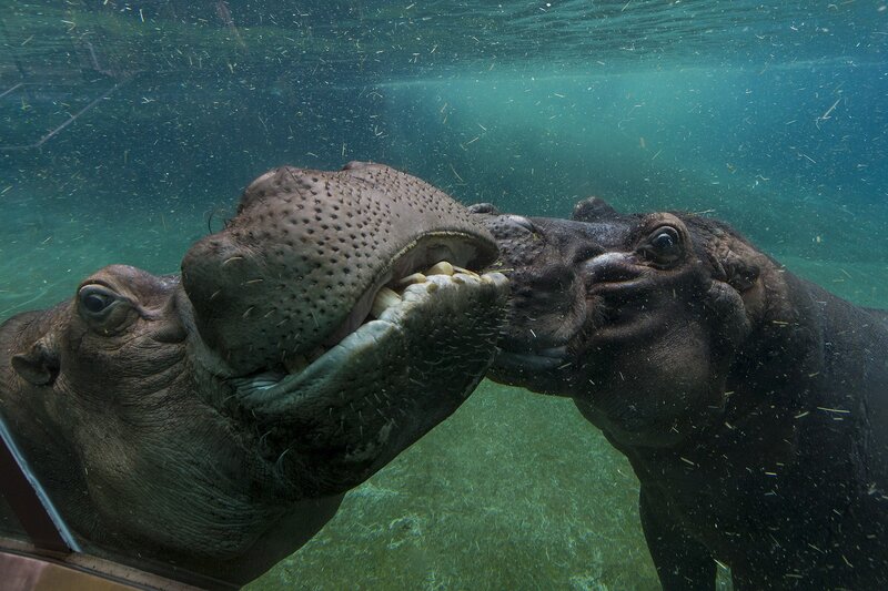 Two hippos interacting underwater