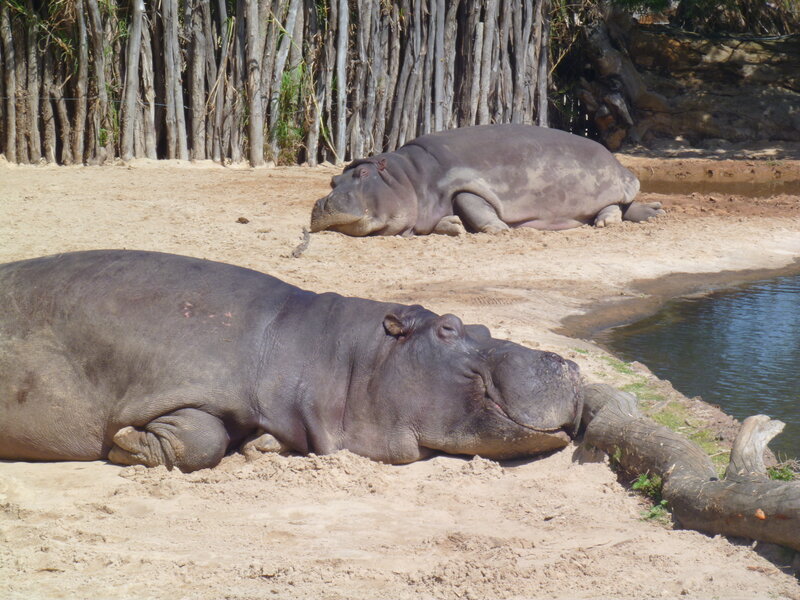 Two Hippos Resting