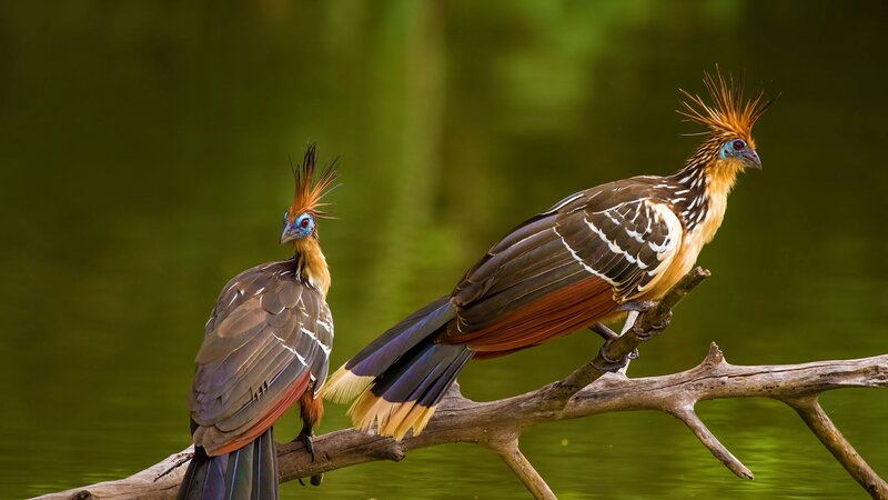 Two Hoatzin Birds