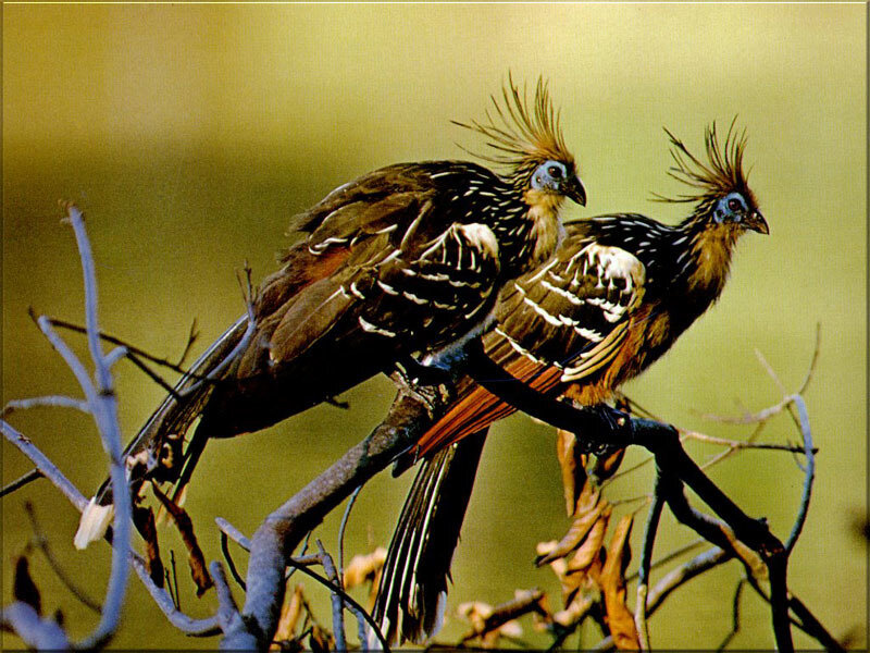 Two hoatzins on a branch