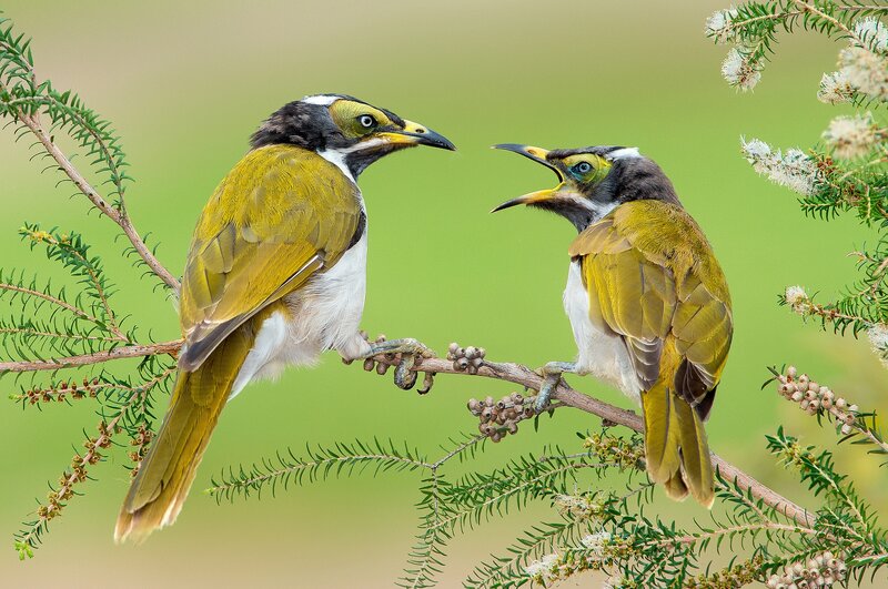 Two Honeyeater Birds