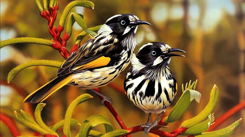 Two Honeyeaters on Branch