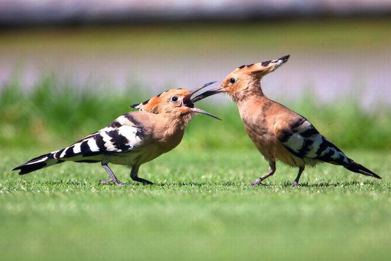 Two Hoopoes on Grass