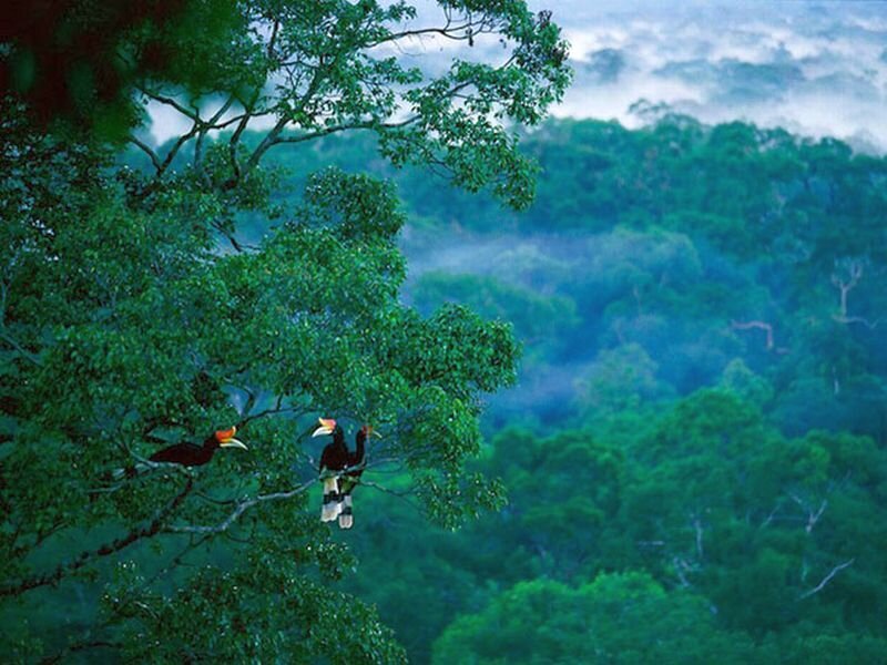 Two Hornbills on a Branch