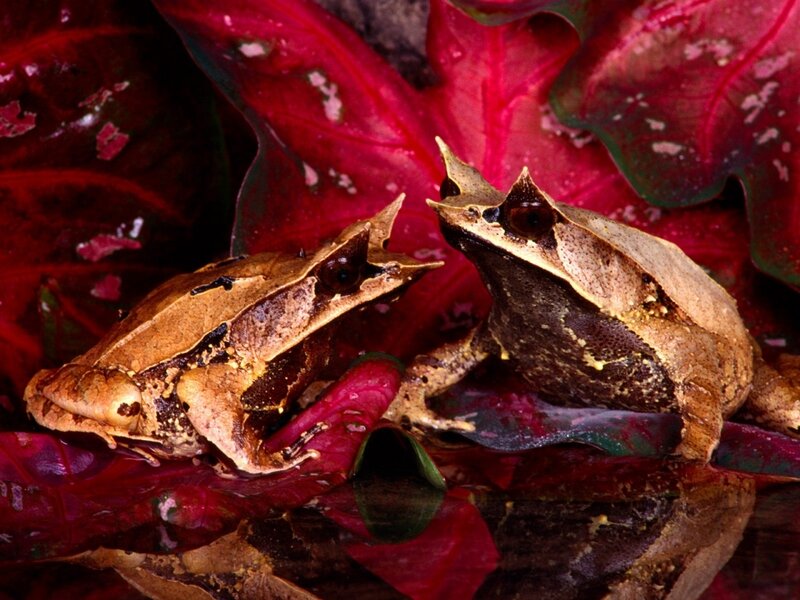 Two horned frogs on red leaves