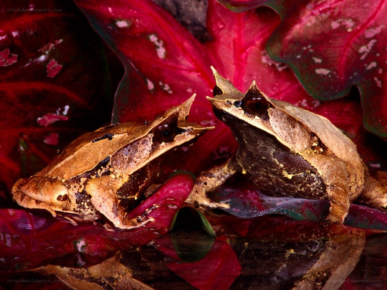Two horned frogs on red leaves
