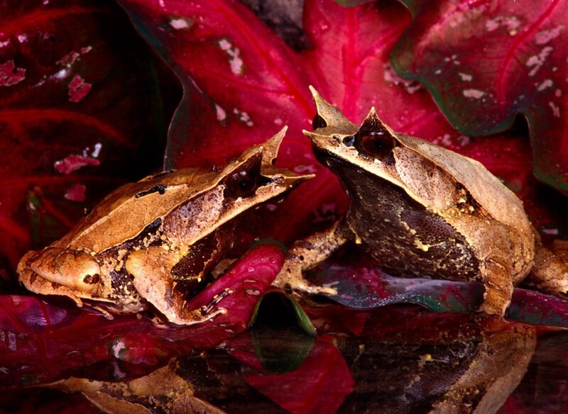 Two Horned Frogs