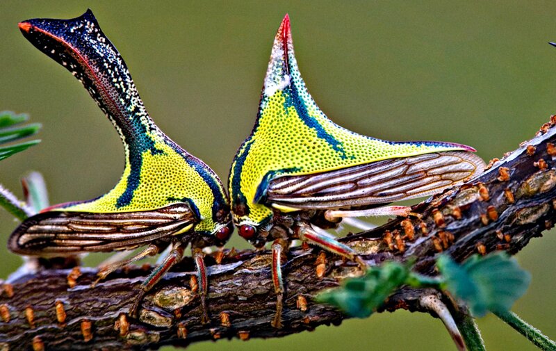 Two Horned Treehoppers