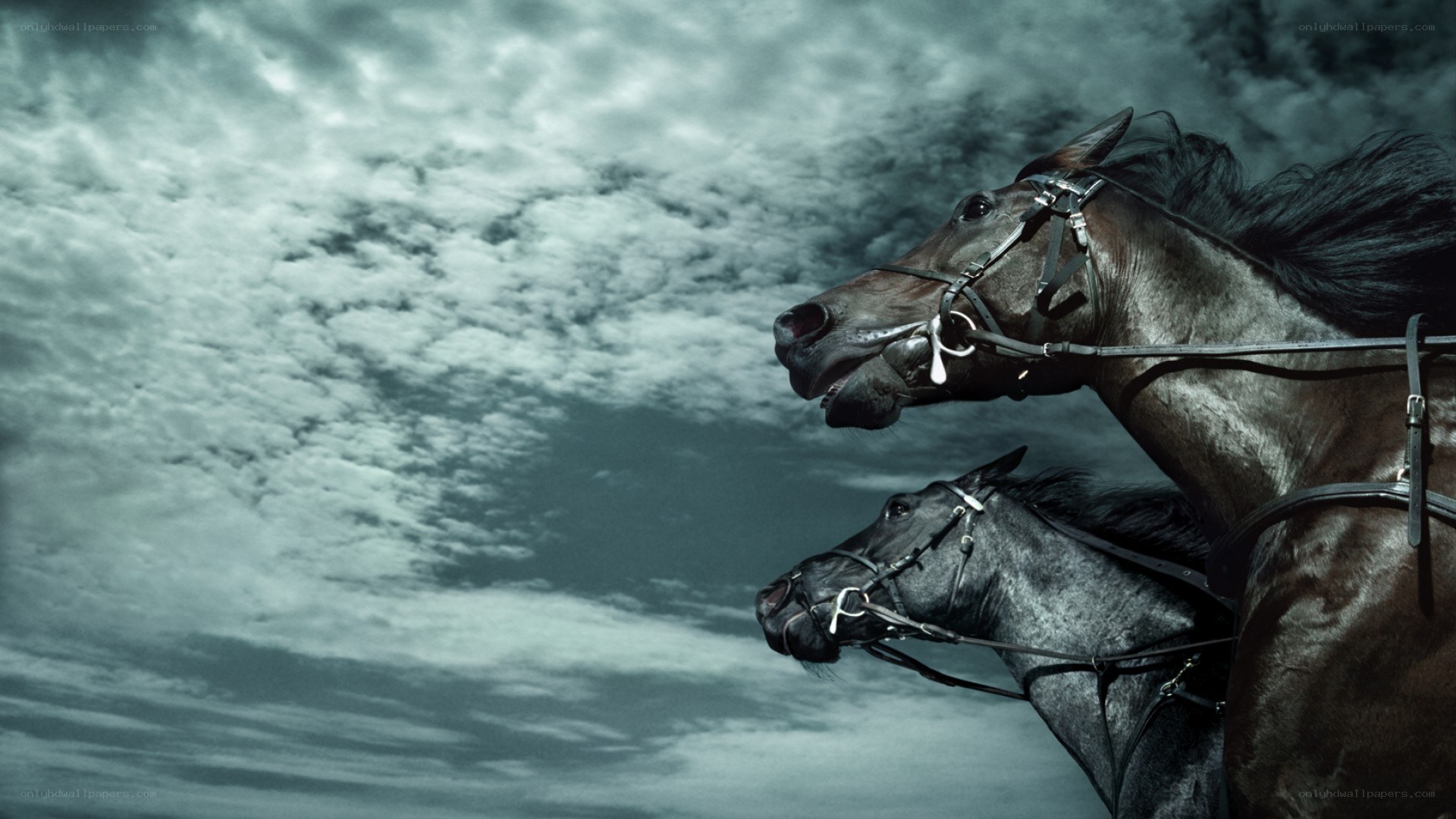 two horses against cloudy sky