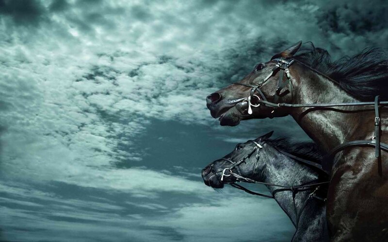 two horses against stormy sky