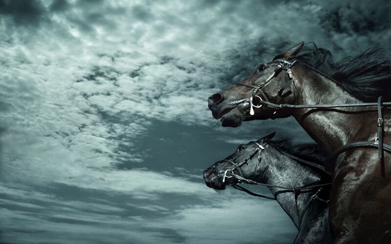 Two horses against stormy sky