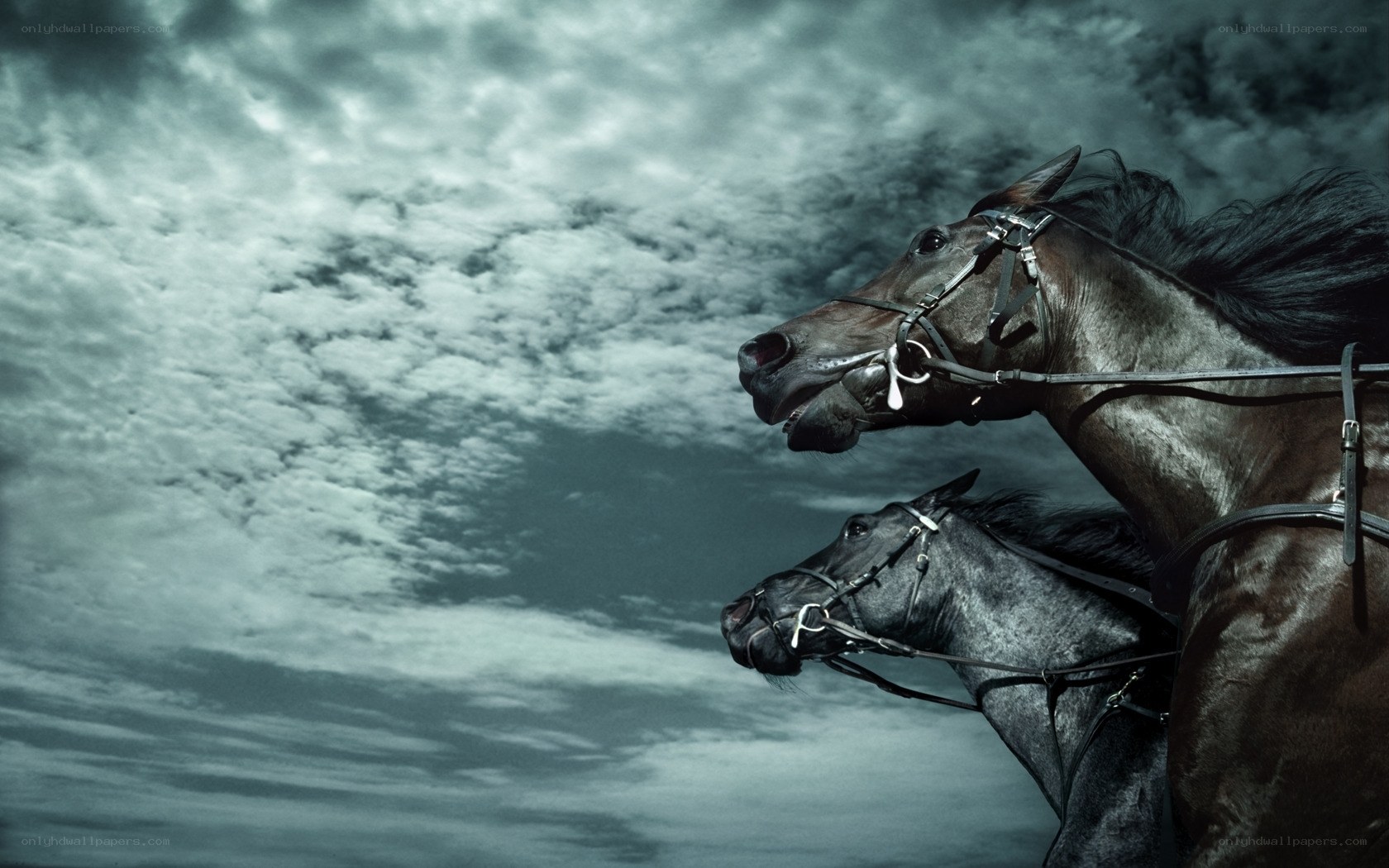 Two horses against stormy sky