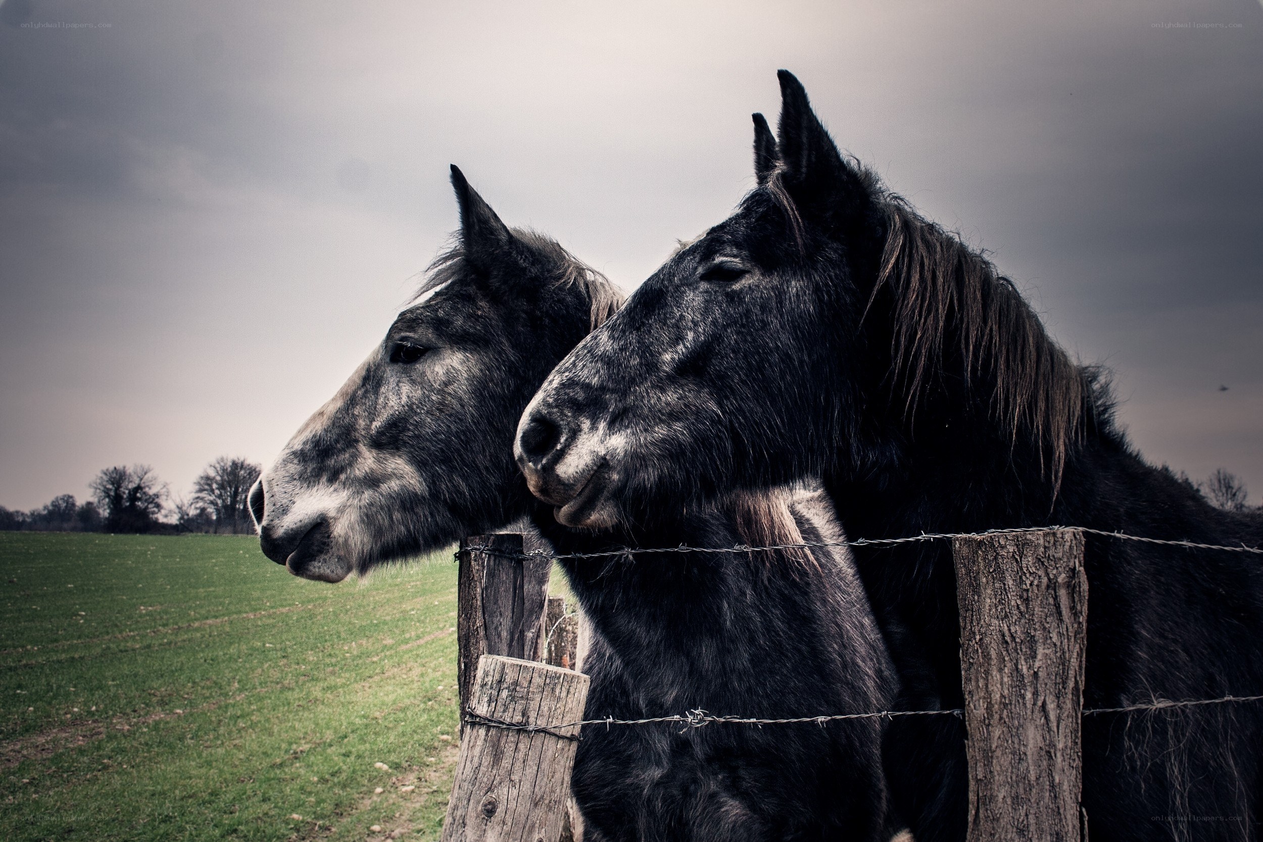 Two horses at a fence