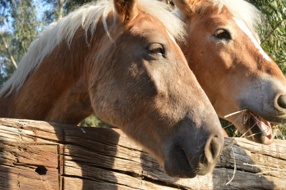 two horses at a fence