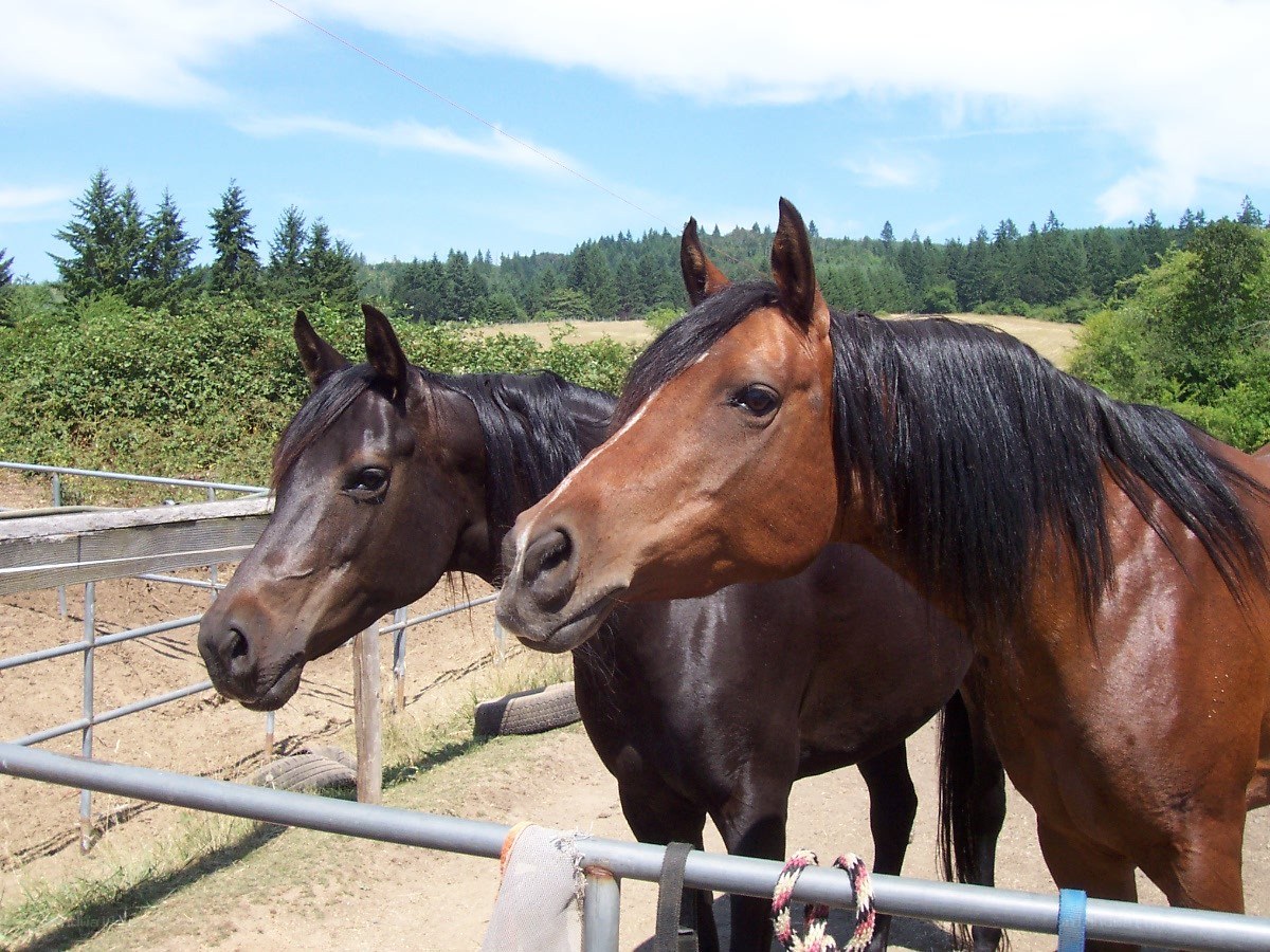 Two horses at a fence
