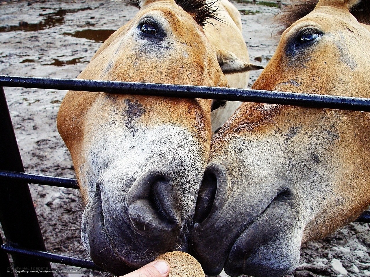 Two horses at a fence