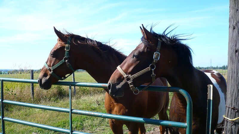 Two horses at a gate