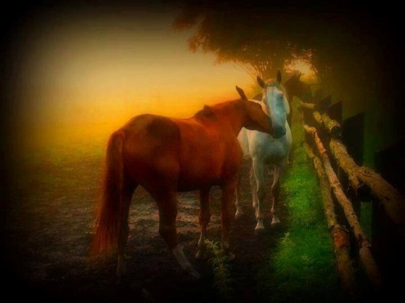 Two Horses at Dusk