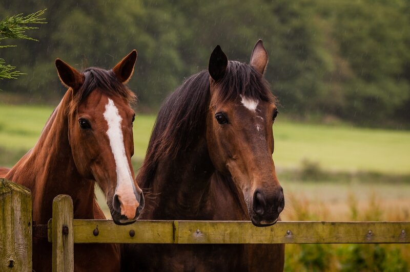 Two Horses at Fence — Brown, Calm, Afternoon, Photograph
