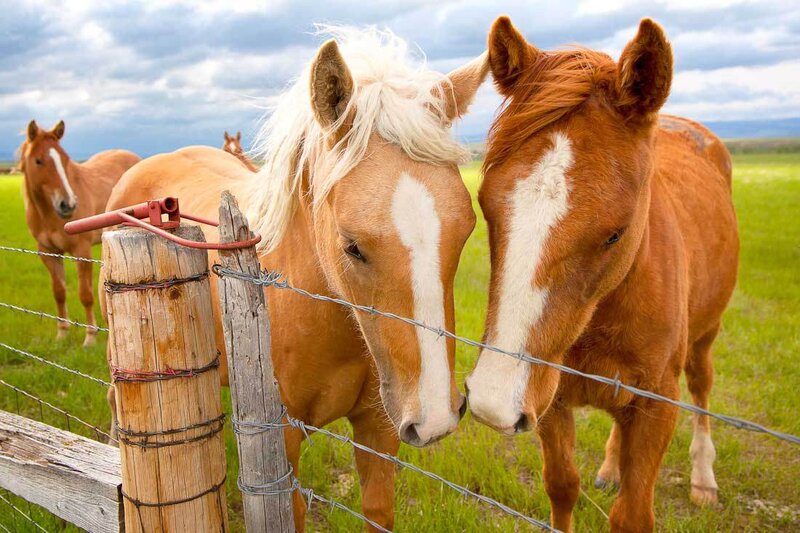Two Horses at Fence — Brown, Calm, Afternoon