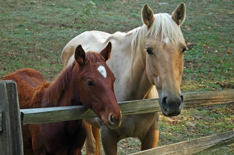 Two Horses at Fence — Brown, Calm, Autumn