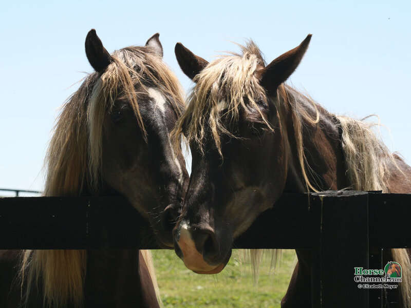 Two Horses at Fence — Brown