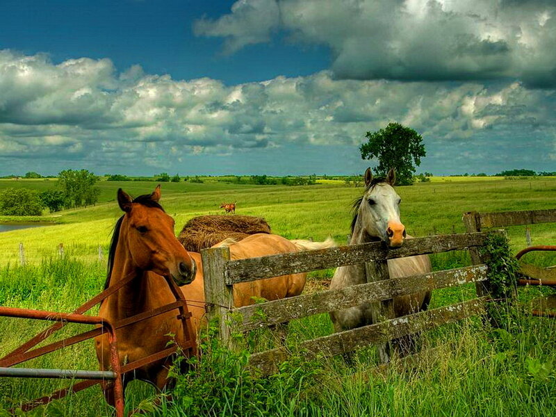 Two Horses at Fence — Green