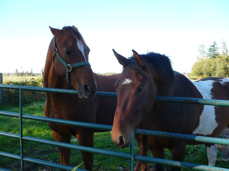 Two Horses at Fence