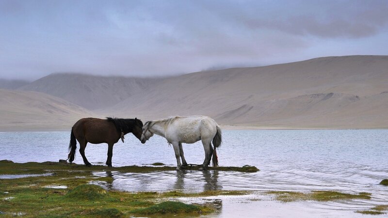 Two Horses at Lake
