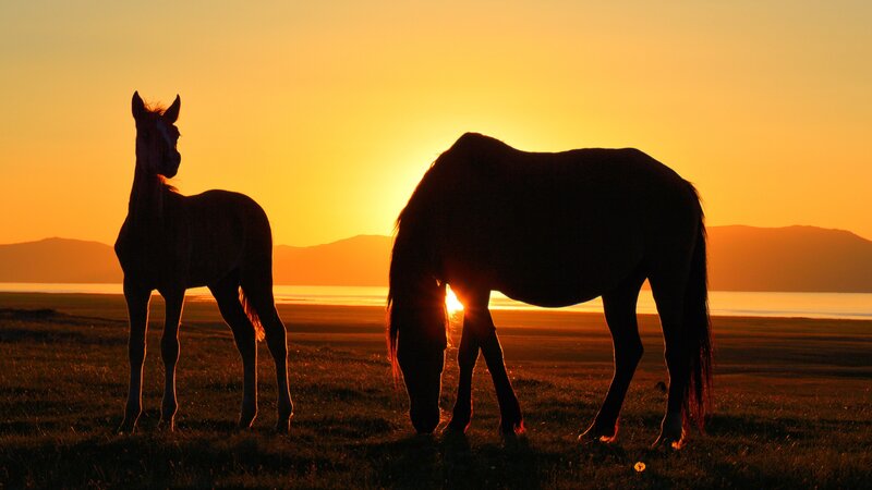 Two Horses at Sunset — Orange, Serene