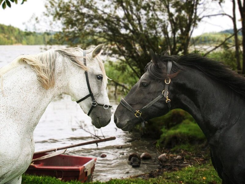 Two Horses at Water's Edge