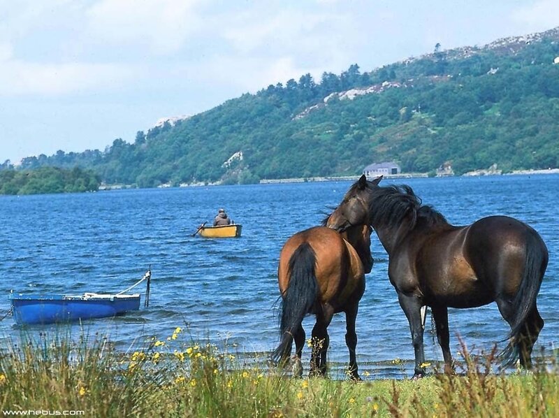 Two Horses by Lake