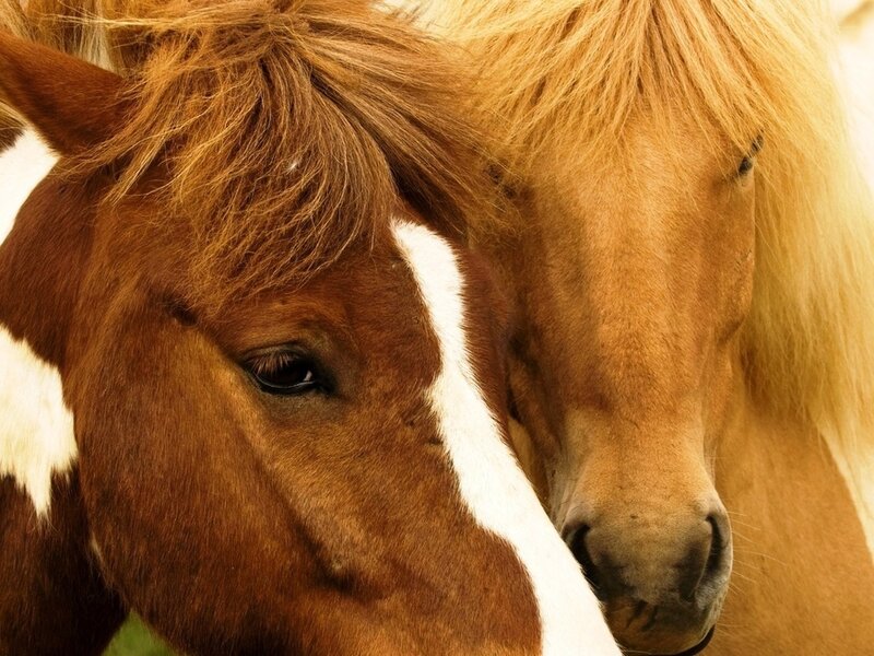Two Horses Close Together — Brown, Calm
