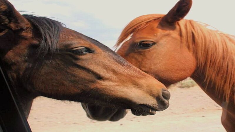 Two Horses Close Up — Brown