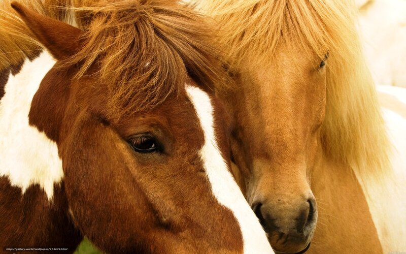 Two horses close-up