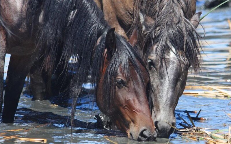 Two Horses Drinking Water — Brown