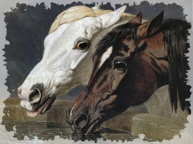 Two Horses Drinking Water — White, Calm