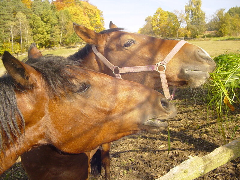 Two horses eating grass