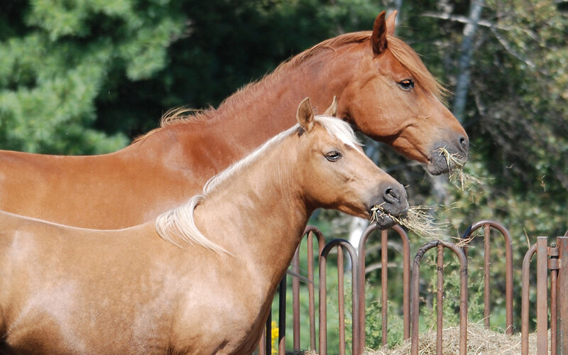 Two Horses Eating Hay — Brown, Calm, Afternoon