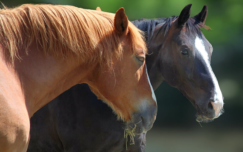 Two Horses Eating Hay — Brown, Calm