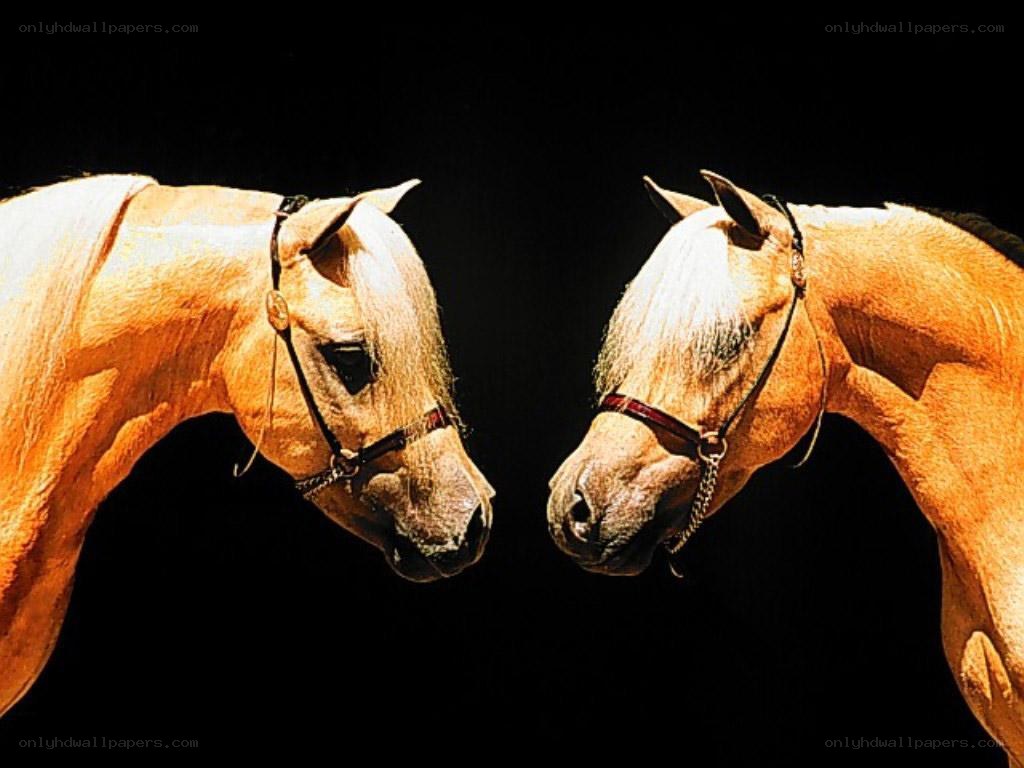 two horses facing each other