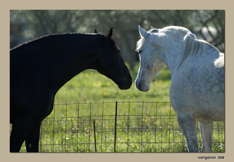 Two Horses Facing Each Other — Black, Calm