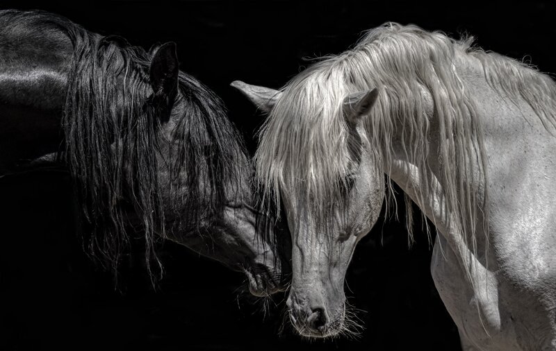 Two Horses Facing Each Other — Black, Dramatic, Photograph