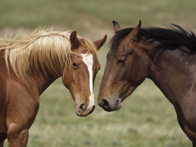 Two Horses Facing Each Other — Brown, Calm, Afternoon, Photograph, Grass Field