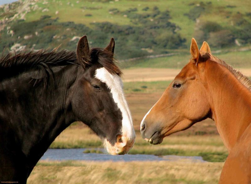 Two Horses Facing Each Other — Brown, Calm, Afternoon, Photograph