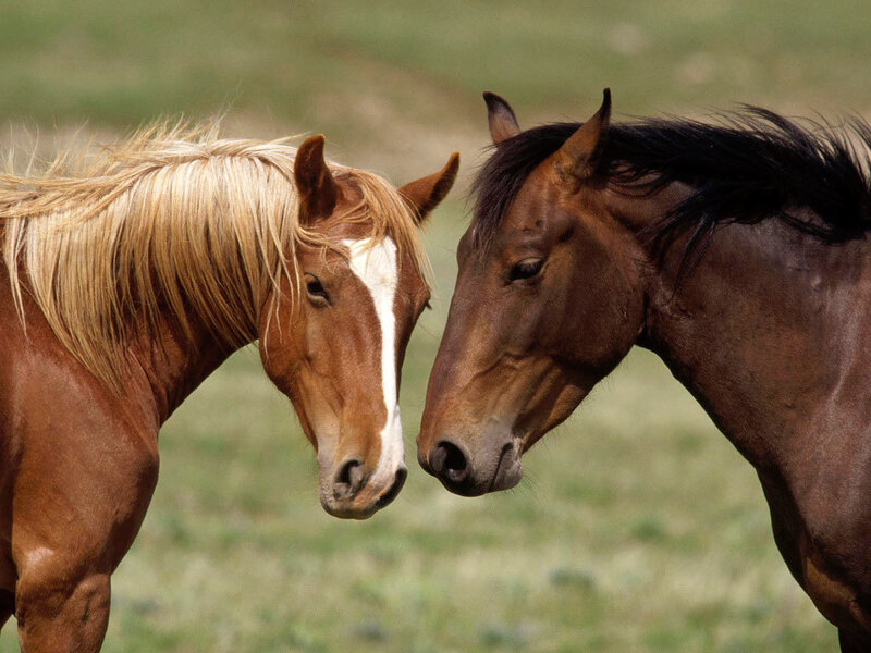 Two Horses Facing Each Other — Brown, Calm, Afternoon